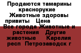 Продаются тамарины краснорукие . Животные здоровы привиты › Цена ­ 85 000 - Все города Животные и растения » Другие животные   . Карелия респ.,Петрозаводск г.